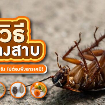 5 วิธีไล่แมลงสาบแบบธรรมชาติ เห็นผลจริง ไม่ต้องพึ่งสารเคมี!